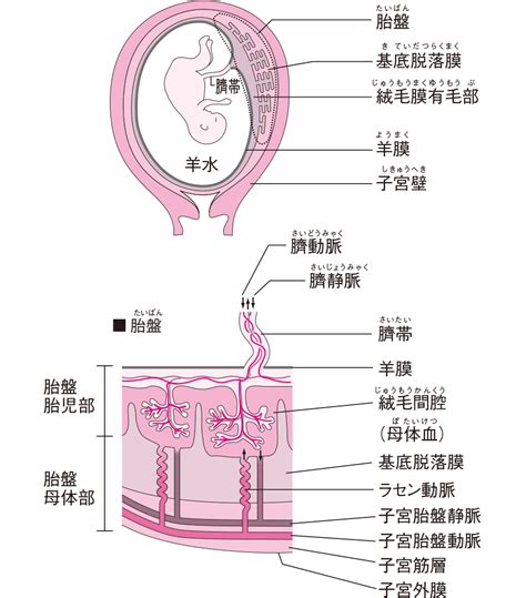 動物胎盤|胎盤形成と細胞間相互作用